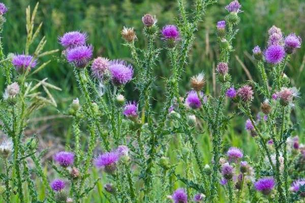 Mariendistel Leber Abnehmen Silymarin Mariendistel Leber Gesundheit