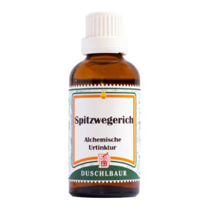 Spitzwegerich Essenz Tinktur Kraeutertropfen Schleim Mund Rachen Husten Bronchien Lunge
