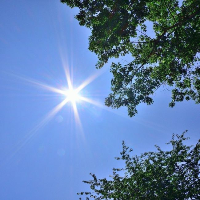 heilkraeuter-gegen-hitze Heilkraeuter Hitze Schwitzen Kopfschmerzen schwere Beine Tropfen