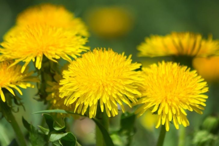 loewenzahn-tinktur-tropfen-kraeutertinktur löwenzahn tinktur tropfen kräutertinktur