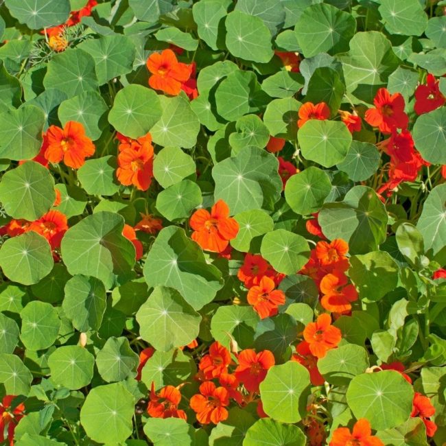 kapuzinerkresse_gegen_blasenentzuendung kapuzinerkresse-tinktur-tropfen-blasenentzuendung