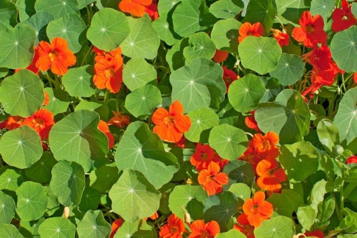 kapuzinerkresse_gegen_blasenentzuendung kapuzinerkresse-tinktur-tropfen-blasenentzuendung