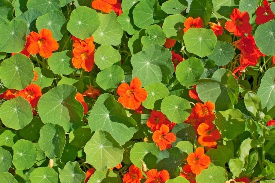 kapuzinerkresse_gegen_blasenentzuendung kapuzinerkresse-tinktur-tropfen-blasenentzuendung