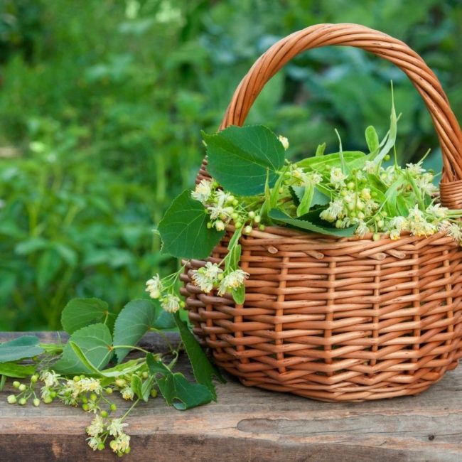lindenbluete-tinktur-tropfen-immunsystem-fieber-schmerz_unruhe Lindenblüte Tinktur Tropfen