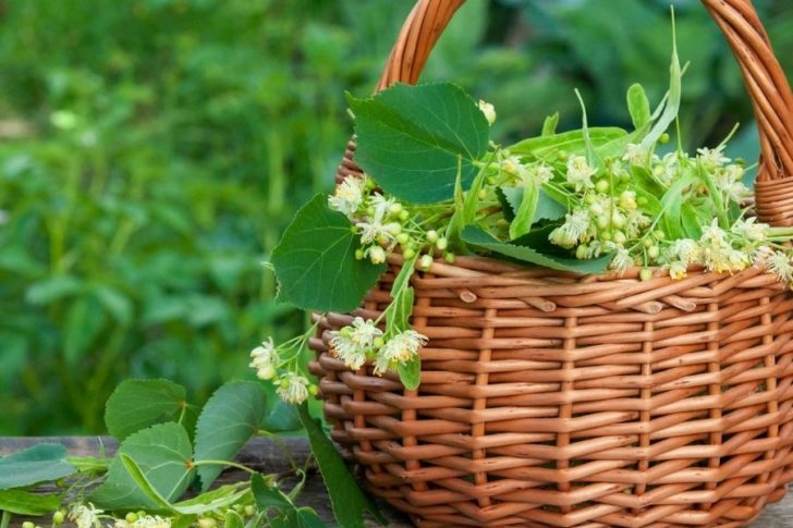 lindenbluete-tinktur-tropfen-immunsystem-fieber-schmerz_unruhe Lindenblüte Tinktur Tropfen