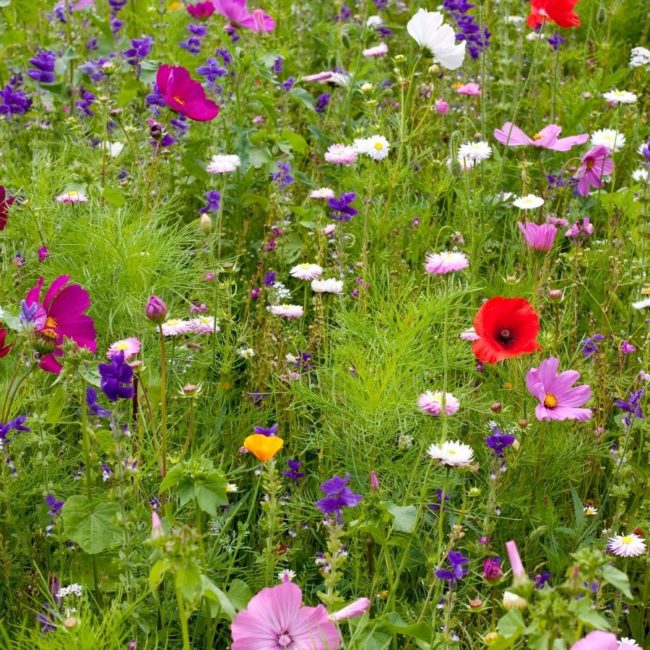 sommersegen-heilkraeuter Heilkräuter Heilpflanzen