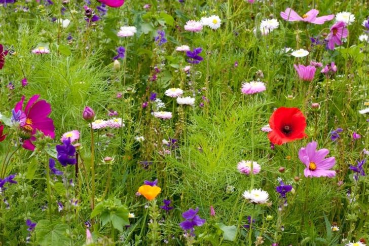 sommersegen-heilkraeuter Heilkräuter Heilpflanzen