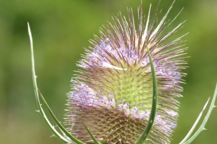 wilde_karde_zecken Wilde Karde Tinktur Tropfen