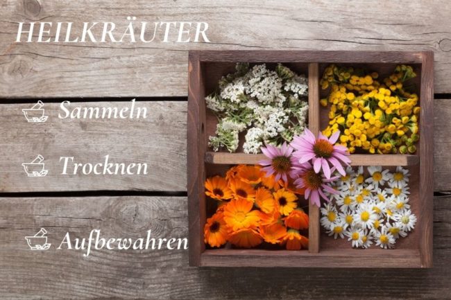 Sammeln Trocknen und Aufbewahren von Heilkräutern Heilkräuter Heilpflanzen