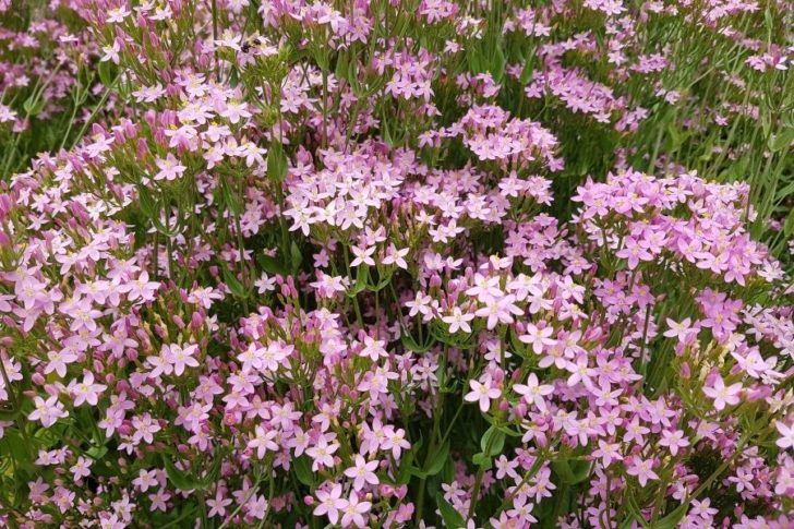 tausengueldenkraut_bauchgefuehl Tausendgüldenkraut Tinktur Tropfen