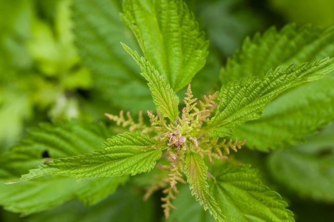 brennessel-bewegungsfreude-tinktur-tropfen Brennessel Tinktur Tropfen