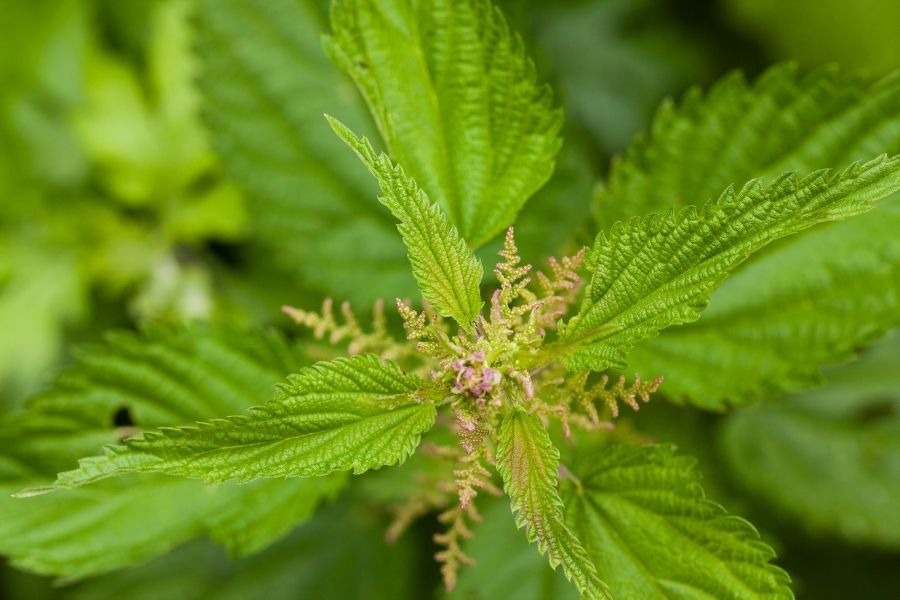 brennessel-bewegungsfreude-tinktur-tropfen Brennessel Tinktur Tropfen