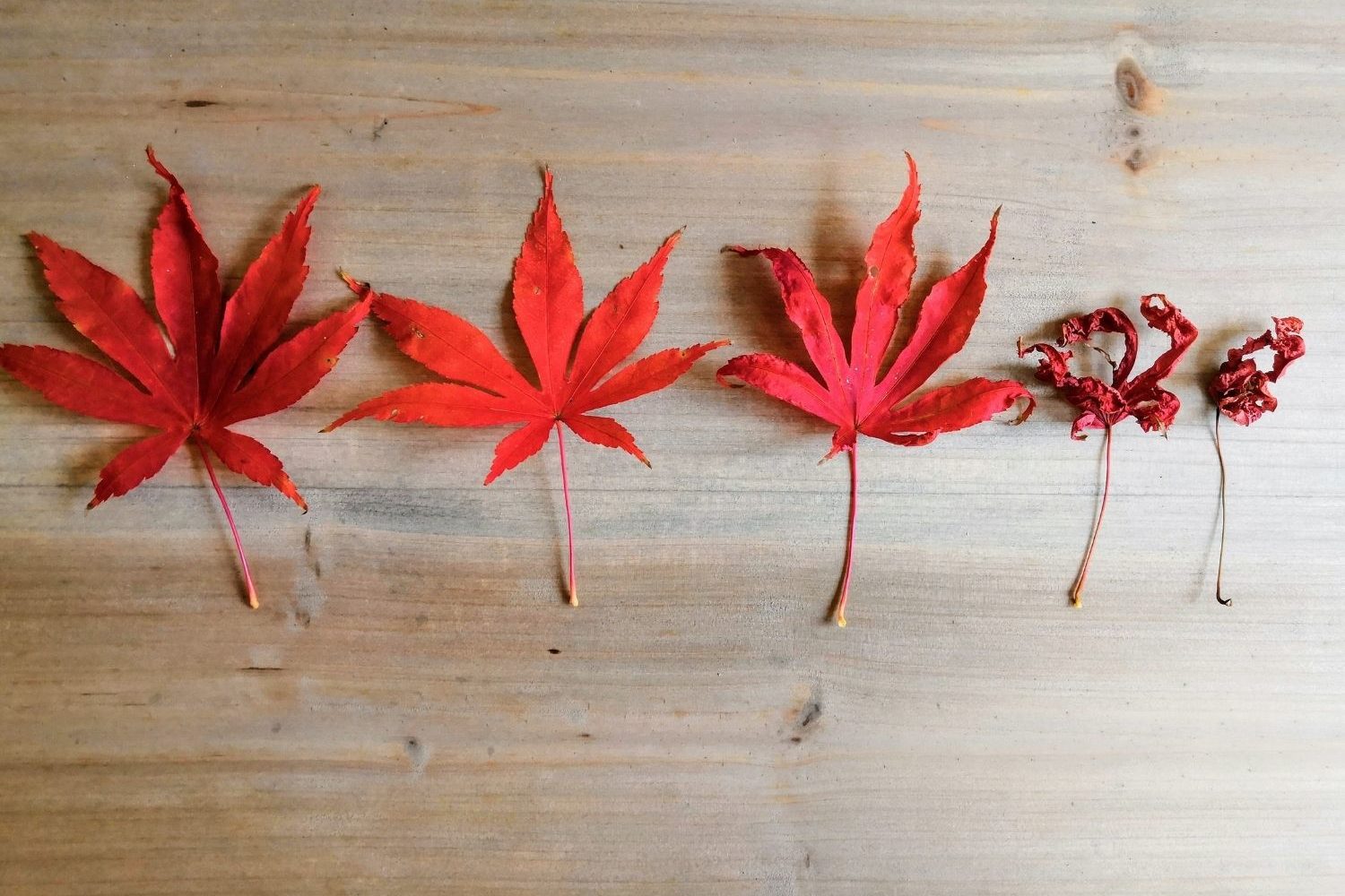 jungbrunnen-anti-aging-tinktur-tropfen Jungbrunnen Anti-Aging Tinktur Tropfen