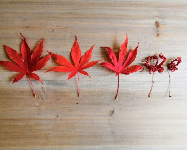 jungbrunnen-anti-aging-tinktur-tropfen Jungbrunnen Anti-Aging Tinktur Tropfen