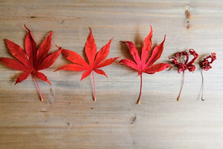 jungbrunnen-anti-aging-tinktur-tropfen Jungbrunnen Anti-Aging Tinktur Tropfen