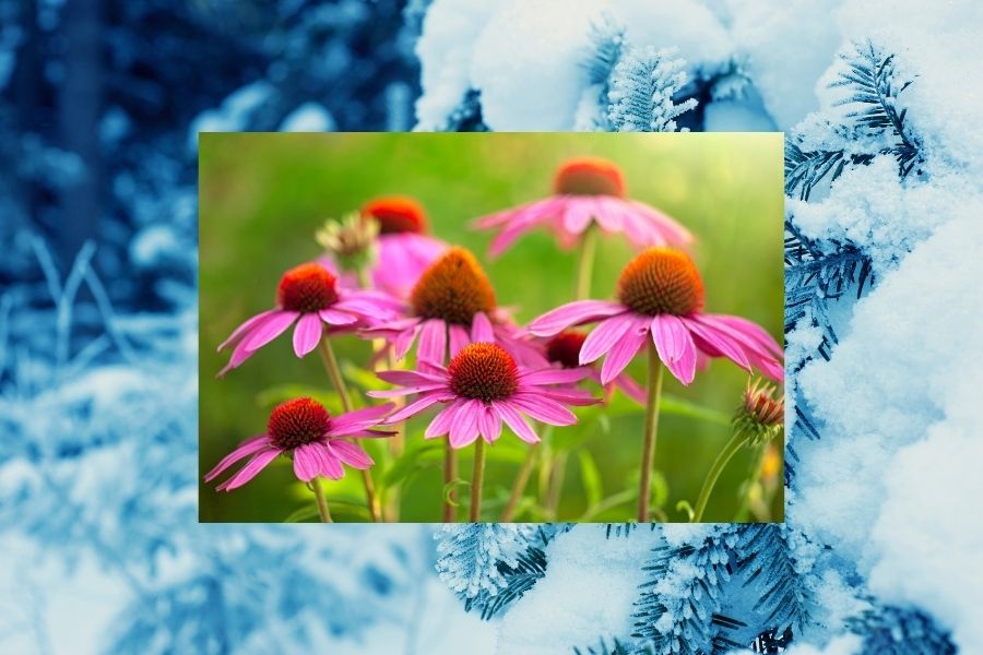 echinacea-tinktur-tropfen Echinacea Roter Sonnenhut Tinktur