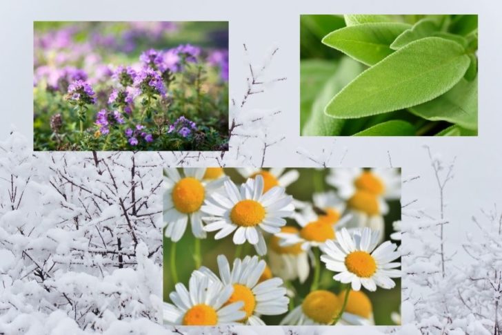 schnupfen-immunstaerke_tinktur-tropfen Schnupfen Immunstärke Tinktur Tropfen