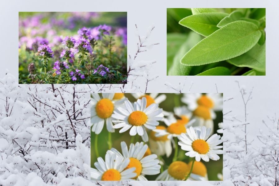 schnupfen-immunstaerke_tinktur-tropfen Schnupfen Immunstärke Tinktur Tropfen