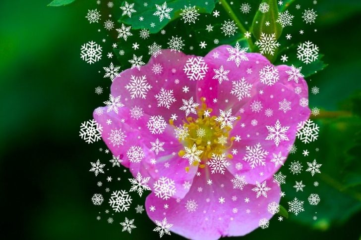 zistrose-tinktur-tropfen-immunsystem Zistrose Tinktur Tropfen