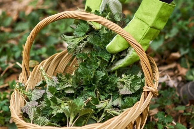 brennessel_heilpflanze_des_jahres_2022 Brennessel Tinktur Tropfen