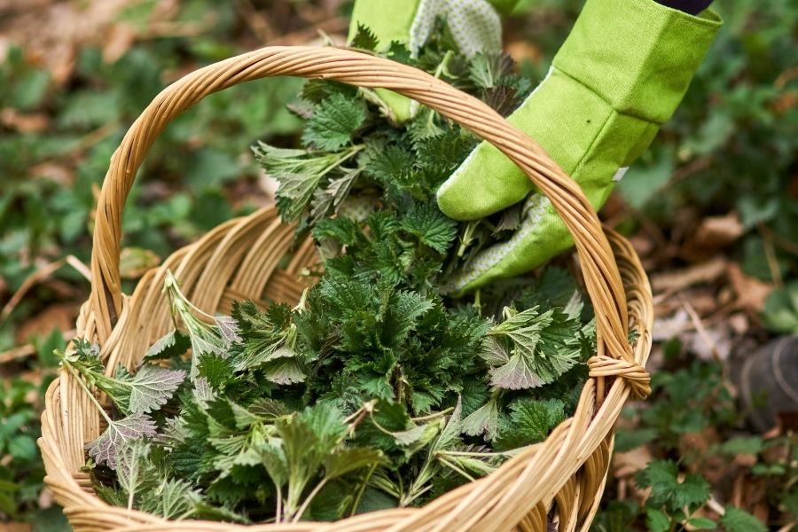 brennessel_heilpflanze_des_jahres_2022 Brennessel Tinktur Tropfen