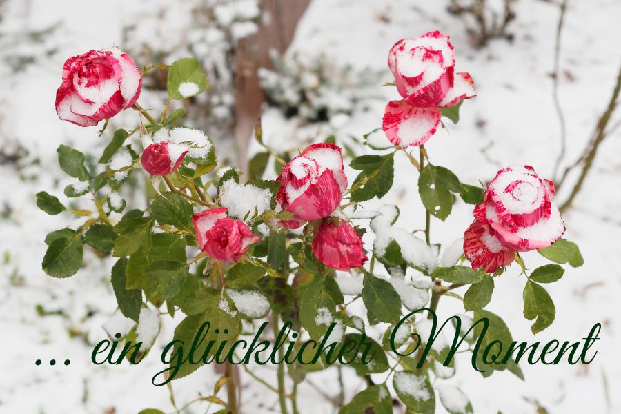 glueck Gedanken zum Glück