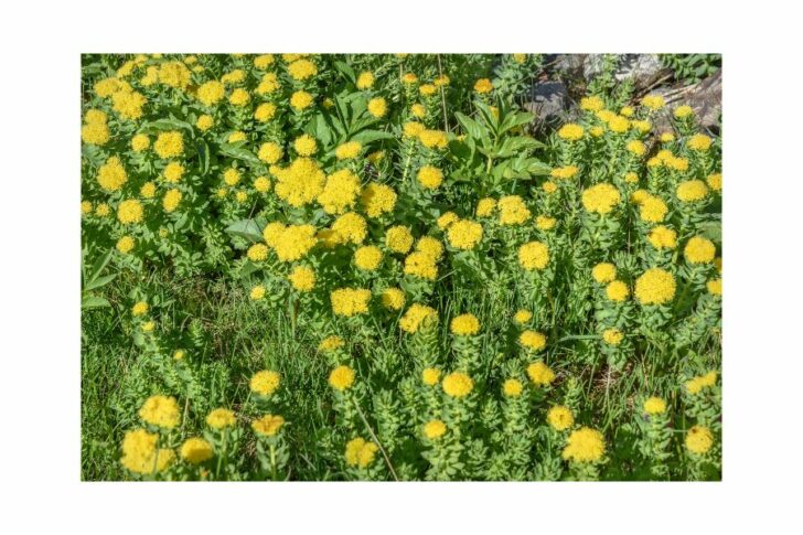 rosenwurz-tinktur-tropfen Rosenwurz Tinktur Tropfen