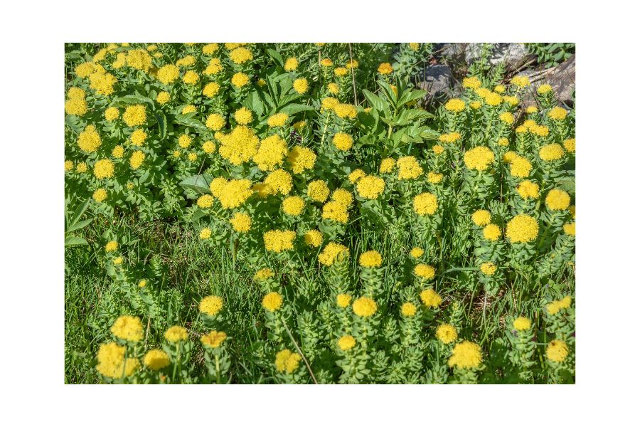 rosenwurz-tinktur-tropfen Rosenwurz Tinktur Tropfen