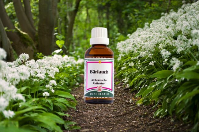 baerlauch-knoblauch-des-waldes Bärlauch Knoblauch aus dem Wald