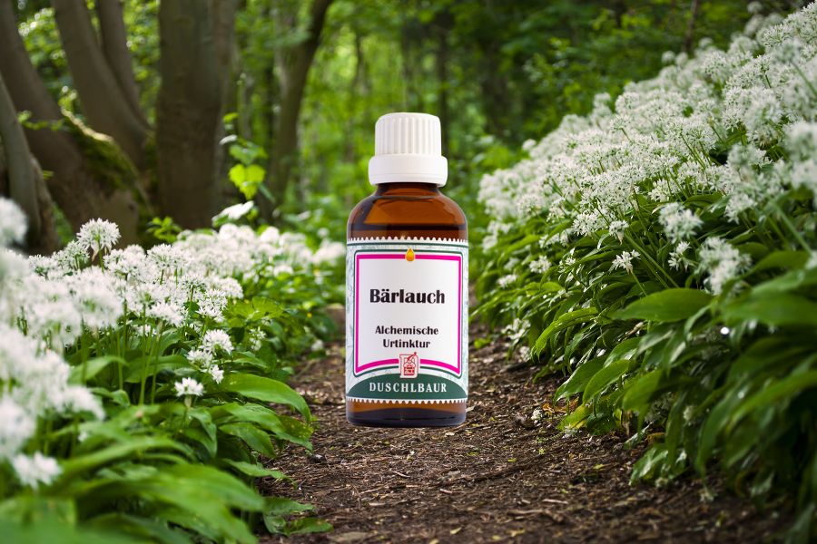 baerlauch-knoblauch-des-waldes Bärlauch Knoblauch aus dem Wald