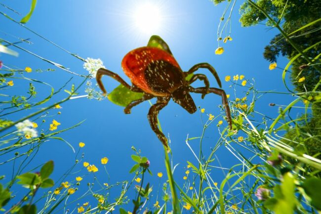 zecken_borreliose_kraeutertropfen Zecken Borreliose Kräutertropfen