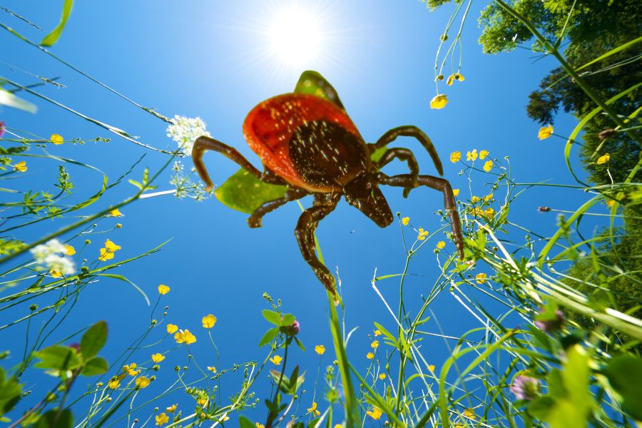 zecken_borreliose_kraeutertropfen Zecken Borreliose Kräutertropfen