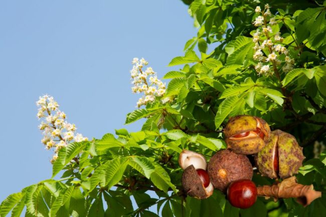 rosskastanie-tinktur-tropfen Rosskastanie Tinktur Tropfen