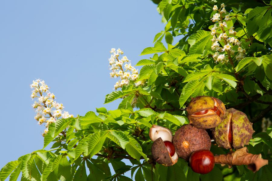 rosskastanie-tinktur-tropfen Rosskastanie Tinktur Tropfen
