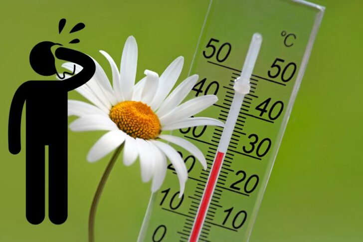 heilpflanzen_und_schwitzen Heilpflanzen und Schwitzen Tinktur Tropfen